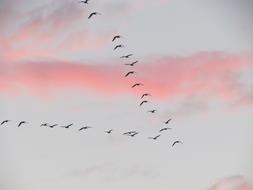 Migration Bird Clouds Group Of