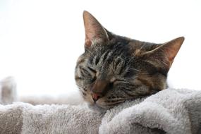 Cat Animal Sleep Take A