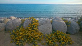 Sea Beach