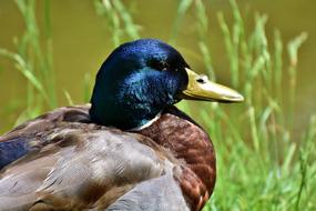 Duck Water Bird Drake