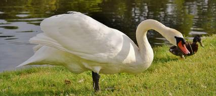 Swan Water Bird
