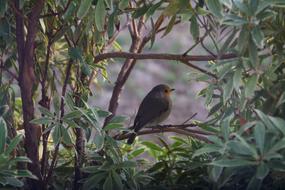Bird Robin Bush