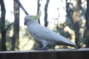 Cockatoo Australia Rainforest