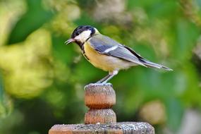 Tit Songbird Small Bird