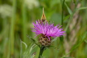 Butterfly Skipper Insect on flower
