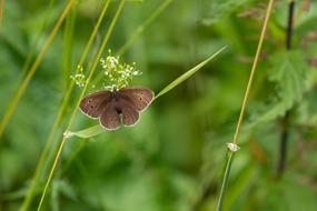 Butterfly Satyrinae Insect