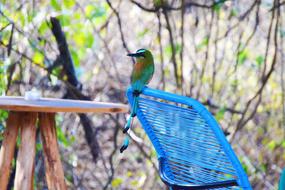 Guardabarranco Bird Nature