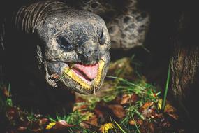Giant Tortoise Eat Animal