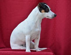 Jack Russel Dog Animals