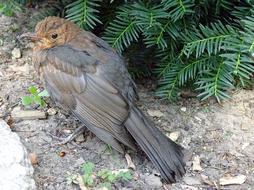 Blackbird Songbird Bird