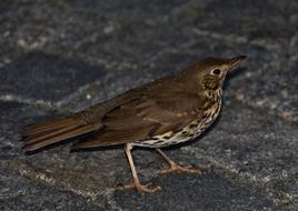 songbird on the ground