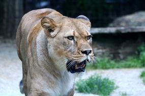 predatory lioness in the zoo