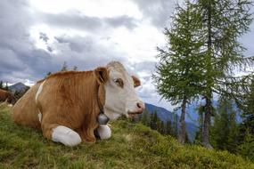Cow Beef Cattle