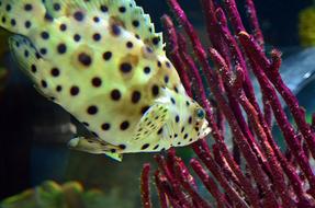 Fish Underwater Water