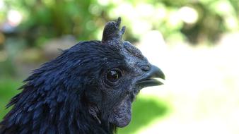 Ayam Cemani Chicken Hen