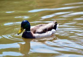 Duck Wildlife Bird