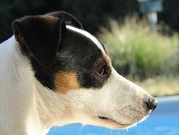 Jack Russel Dog Animals