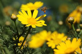 Insect Bee Flower