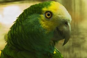 Parrot Bird Animal Portrait