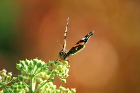 Butterfly Wing Insect Close