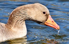 Goose Water Bird