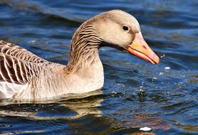 Goose Water Bird