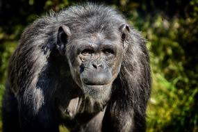 Chimpanzee Monkey Animal World