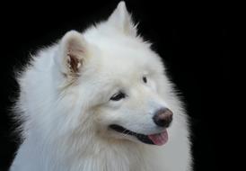 white fluffy dog happy