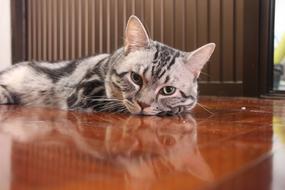 Cat Honest Feed