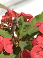 Lizard Flowers Animal