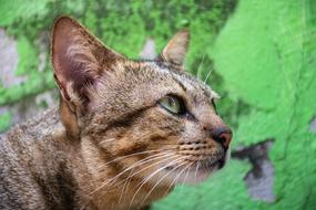 Cat Pets Cute