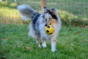Shetland Sheepdog Blue Merle