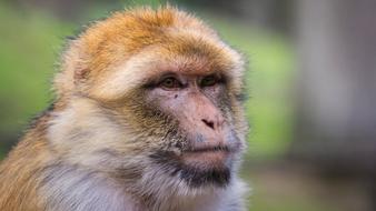 Barbary Ape Mahogany Animal
