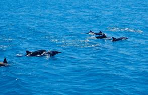 Dolphin Marine Animal