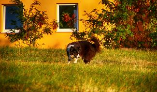 Dog Grass