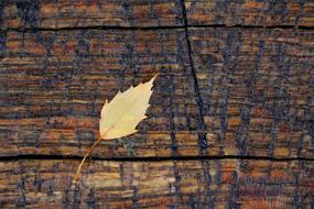 small leaf on a wooden background