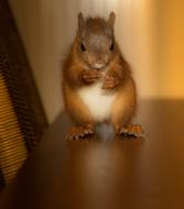 Rodent Squirrel Cute