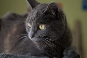 Cat Grey Cats
