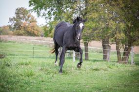 Horse Equine Animal