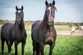 Equine Horses Pony