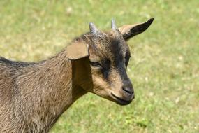 Goat Kitz Cute