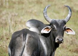 Zebu Animal Ruminants South