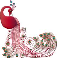 peacock graceful bird animal
