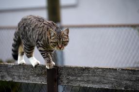 Cat Animal Pet macro