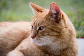 Cat Domestic Animal
