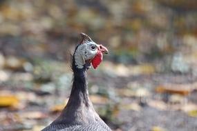 Guinea Fowl Bird Poultry Feathered
