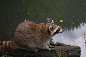 Raccoon Water Animal