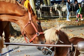 horse and his foal