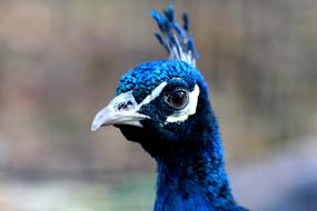 Peacock Bird Head Living