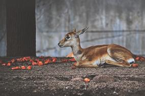 carrot and young deer